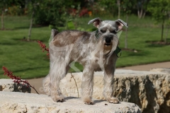Schnauzer - Miniature