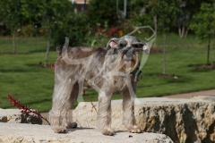 Schnauzer - Miniature
