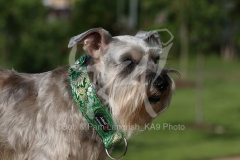 Schnauzer - Miniature