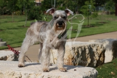 Schnauzer - Miniature