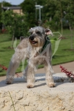 Schnauzer - Miniature
