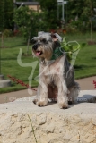 Schnauzer - Miniature