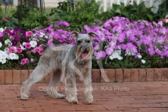 Schnauzer - Miniature