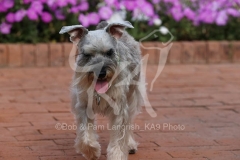 Schnauzer - Miniature
