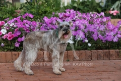 Schnauzer - Miniature
