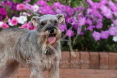 Schnauzer - Miniature