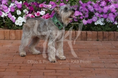 Schnauzer - Miniature
