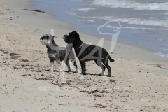 Schnauzer - Miniature
