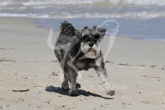 Schnauzer - Miniature