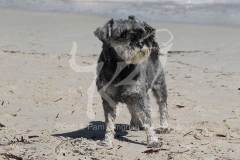 Schnauzer - Miniature
