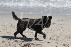 Schnauzer - Miniature