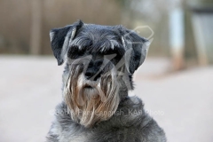 Schnauzer - Standard