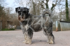 Schnauzer - Standard