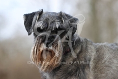 Schnauzer - Standard