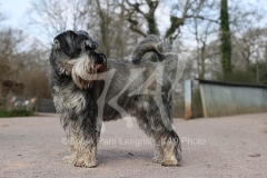 Schnauzer - Standard