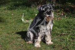Schnauzer - Standard