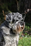 Schnauzer - Standard