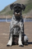 Schnauzer - Standard