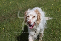 Setter - English