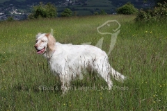 Setter - English