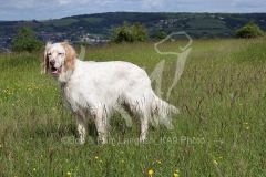 Setter - English