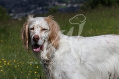 Setter - English