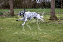 Setter - English