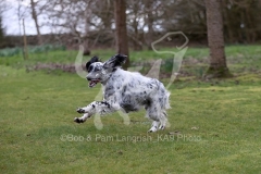 Setter - English