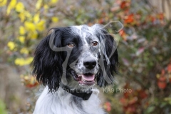Setter - English