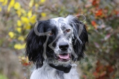 Setter - English