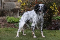 Setter - English