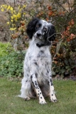Setter - English