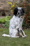 Setter - English
