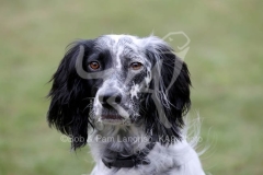Setter - English
