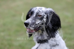 Setter - English