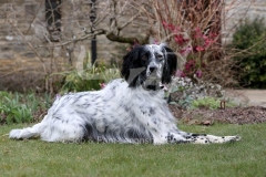 Setter - English