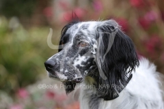 Setter - English