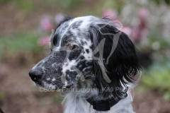 Setter - English