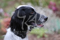 Setter - English
