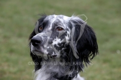 Setter - English