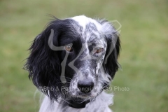 Setter - English