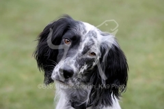 Setter - English