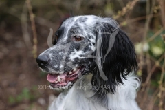 Setter - English