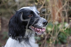 Setter - English