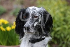 Setter - English