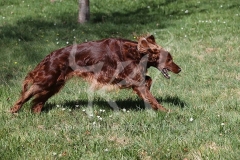 Setter - Irish Red
