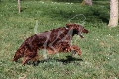 Setter - Irish Red