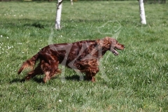 Setter - Irish Red