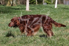 Setter - Irish Red