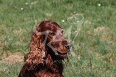 Setter - Irish Red
